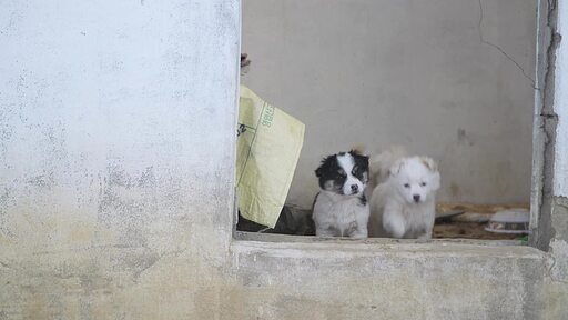 한국의 오래된 집의 문턱에 줄지어선 귀여운 강아지들