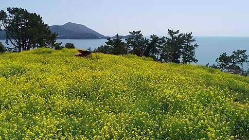 전라남도 여수 하화도 노란 유채꽃이 아름답게 피어있는 유채꽃밭 풍경