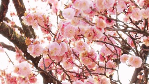창덕궁 만개한 분홍빛 홍매화 꽃 클로즈업