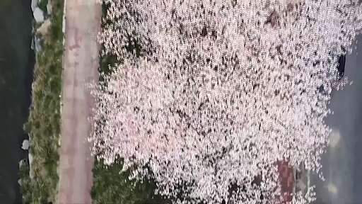 만개한 분홍빛 벚꽃나무와 아름답게 흩날리는 벚꽃길을 즐기는 사람들
