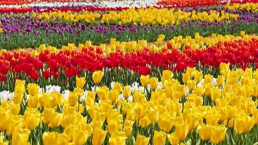 빨강 노랑 하양 다채로운 튤립 꽃밭의 화려한 튤립 꽃 클로즈업