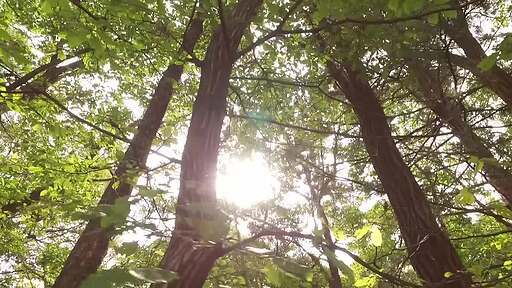 푸른 숲을 빠르게 지나는 드론 촬영 영상과 햇빛이 역광으로 보이는