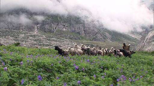 히말라야 마을을 지나 언덕을 넘는 사람과 동물들