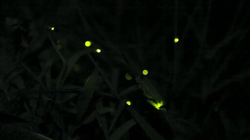 어두운 밤 반디불이 여러마리가 몽환적인 초록색 불빛을 내며 반짝이는