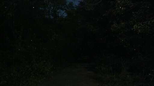 어두운 밤 수백 마리의 반디불이가 초록색 불빛을 발광하는