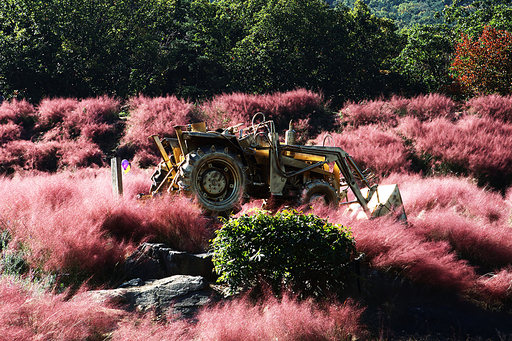 핑크뮬리가 피어있는  수목원의 가을 풍경