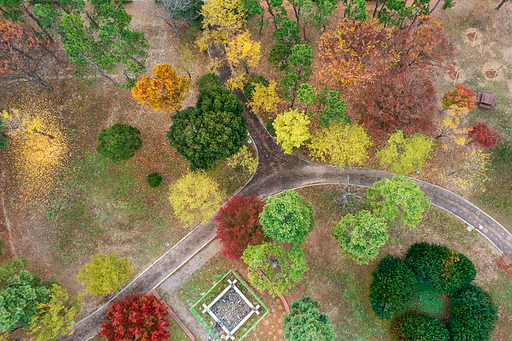 드론촬영 : 가을이 물들어 가는 공원 오솔길 풍경
