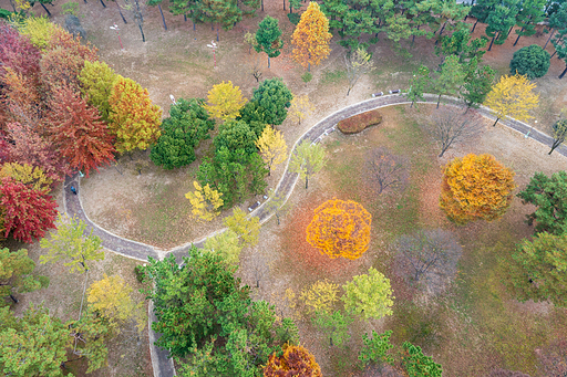 드론촬영 : 가을이 물들어 가는 공원 오솔길 풍경