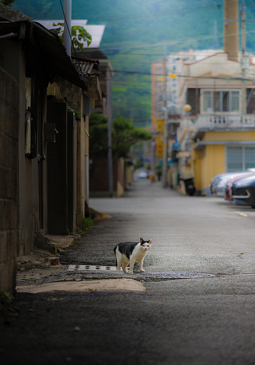 고양이