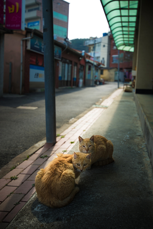 고양이