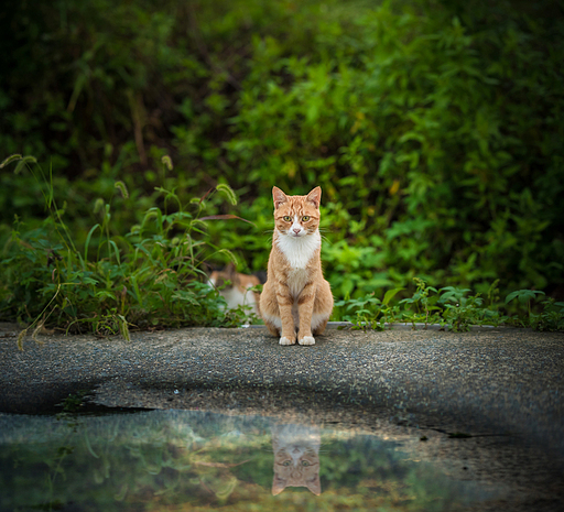 고양이