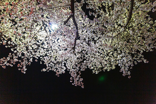 벚꽃 야경