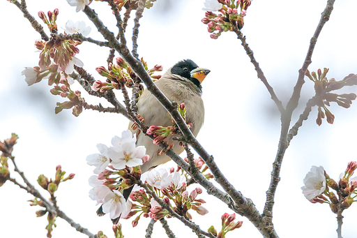 밀화부리