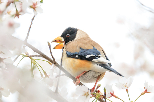 밀화부리