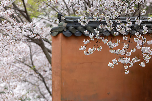 산사의 벚꽃풍경