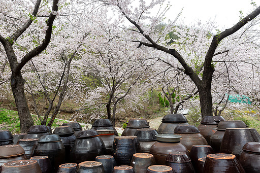 산사의 벚꽃 풍경