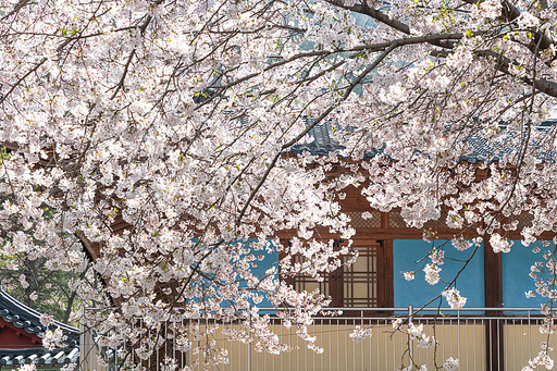 산사의 벚꽃풍경