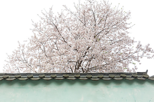 산사의 벚꽃 풍경