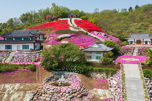 드론뷰 :  대명사 꽃잔디