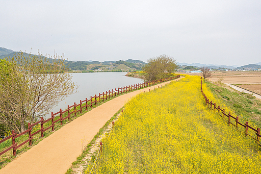 드론샷  :  주남저수지 유채꽃 풍경