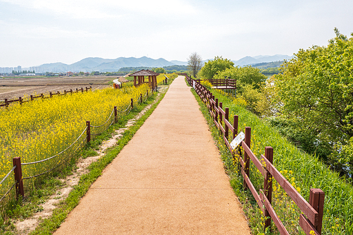 드론샷  :  주남저수지 유채꽃 풍경