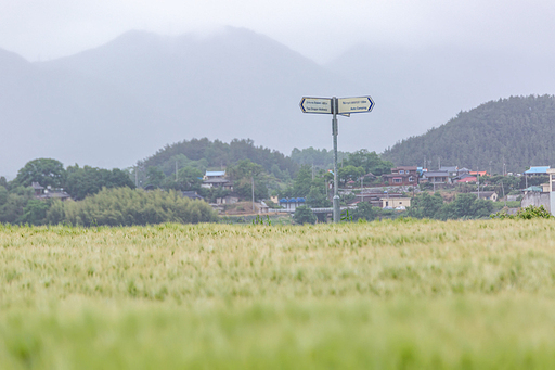 청보리밭