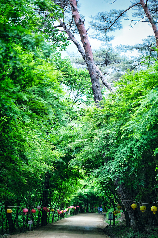 초록숲속