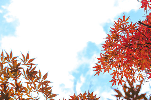 가을 하늘에 수놓인 단풍들