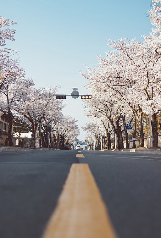 도로를 감싸는 파란 하늘과 아름다운 벚꽃길
