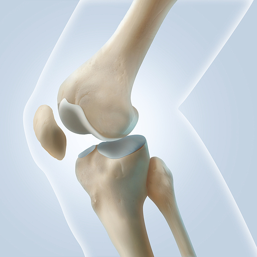 무릎 뼈 해부학 일러스트